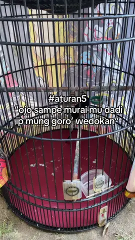 #kicaumaniaindonesia #muraibatuindonesia #fyppppppppppppppppppppppp 