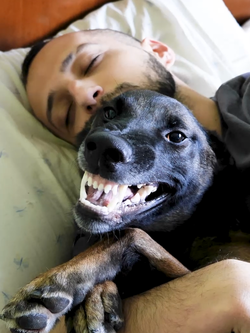 ellie dorme nella bambagia  #malin #malinois #perte #martini 