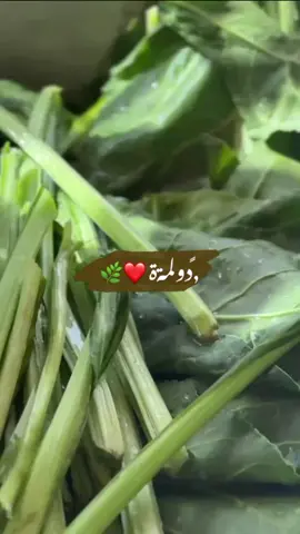 ❤❤🌿 #دولمة #تصويري #الاهلي 