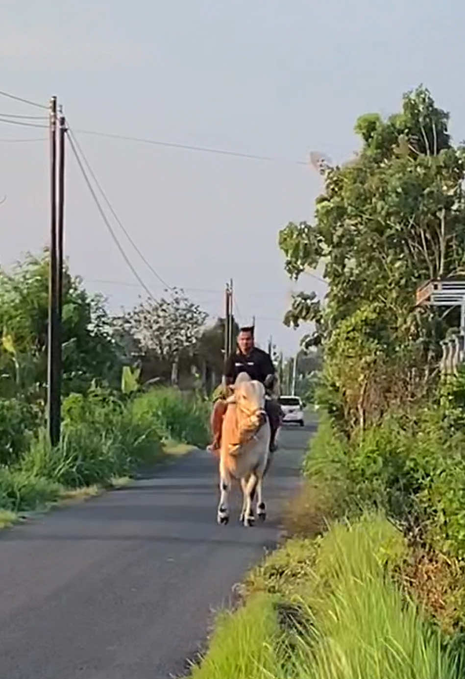 Nesu tumpak ke sapi purun?