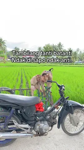 Mungko duo,Jan sampai ta ambiak mungko baruak🤣