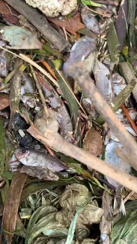 Mga patay nga isda nag kalat daplin sa baybayon.