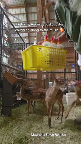 ❤️ This is your daily reminder to help us win a Landrover rescue vehicle and a $30,000 grant. You can VOTE once a day through the 19th, and vote for my friend's rescue, Hickory Haven Fawn Rescue. If she wins, she will be generously sharing with us here at Magnolia Fawn Rescue! The link in my bio has been fixed, so you can go there to vote, then choose Hickory Haven Fawn Rescue, Belton, S.C., then scroll down to add your email and then click MY VOTE.  ❤️Thank you❤️ ❤️ Also, I am going to the feed store to pick up several 50 pound bags of milk today, at $150.00 each.  Now that the fawn are older, they are growing quickly and going through much more milk and feed. Link is also the the bio for ways to donate. ❤️ Thank you again.❤️ #fawn #deer #wildliferescue #fyp #foryoupage 