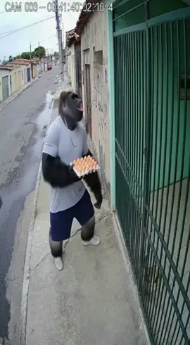 Gorilão tá se ferrando em todas as entregas kkkkkkk #humor #sora2 #zueira #meme #gorilao