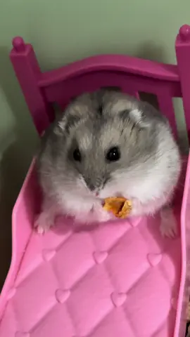 The hamster is having dinner🥰 #eating #mukbang #fyp #cutebaby #hamsters 