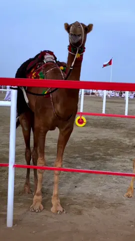 #الامارات #السعودية #الامارات #قطر #الكويت 