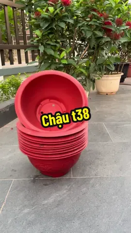 Combo 10 chậu t38#chaunhuatrongcay #caycanh #xuhuong 