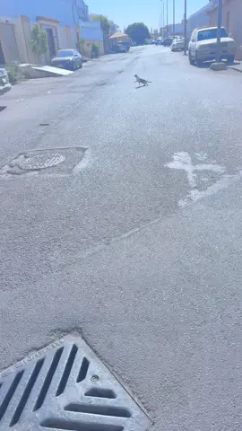 ذبحتني من بدايه الشارع وهي تناقز ههههههههههههههههههههههههههههههههههههههههههههههههههههههههههههههههههههههههههه #الشعب_الصيني_ماله_حل😂😂 #اكسبلورexplore #مالي_خلق_احط_هاشتاقات #pov #foryoupage 
