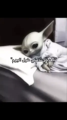 #fyp #explor #اكسبلور #الشعب_الصيني_ماله_حل😂😂 #ضحك 