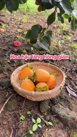 Hoa hậu của làng hồng giòn #monlavuonnha #thaomola 