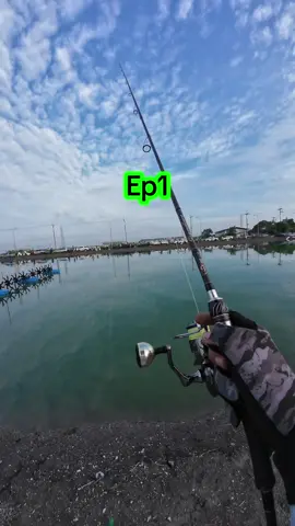 น้ำเช้าปลา1184ตัว บ่อน้าแดนมีโอ #ตกปลา #กะพงบุฟเฟ่ต์ #เหยื่อปลอม #fishinglife #fyp 