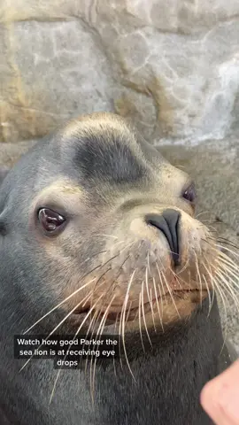 Better than me! 🥴 #eyedrops #sealion #animalcare #aquariumofthepacific