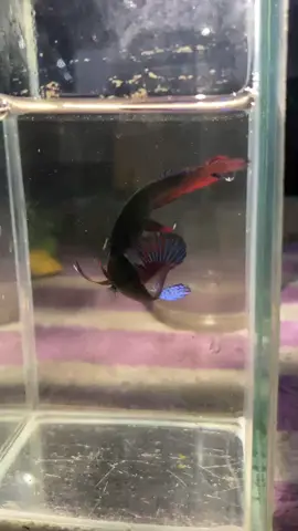 รอหน่อยอร่อยแน่😘#สายกัด #ปลากัด #พิจิตรหวานเจี๊ยบ🤍 #เปิดการมองเห็นเถอะ #พิจิตรหวานเจี๊ยบ🤍 