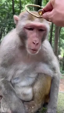 #tonngokhong #douyin #khi 