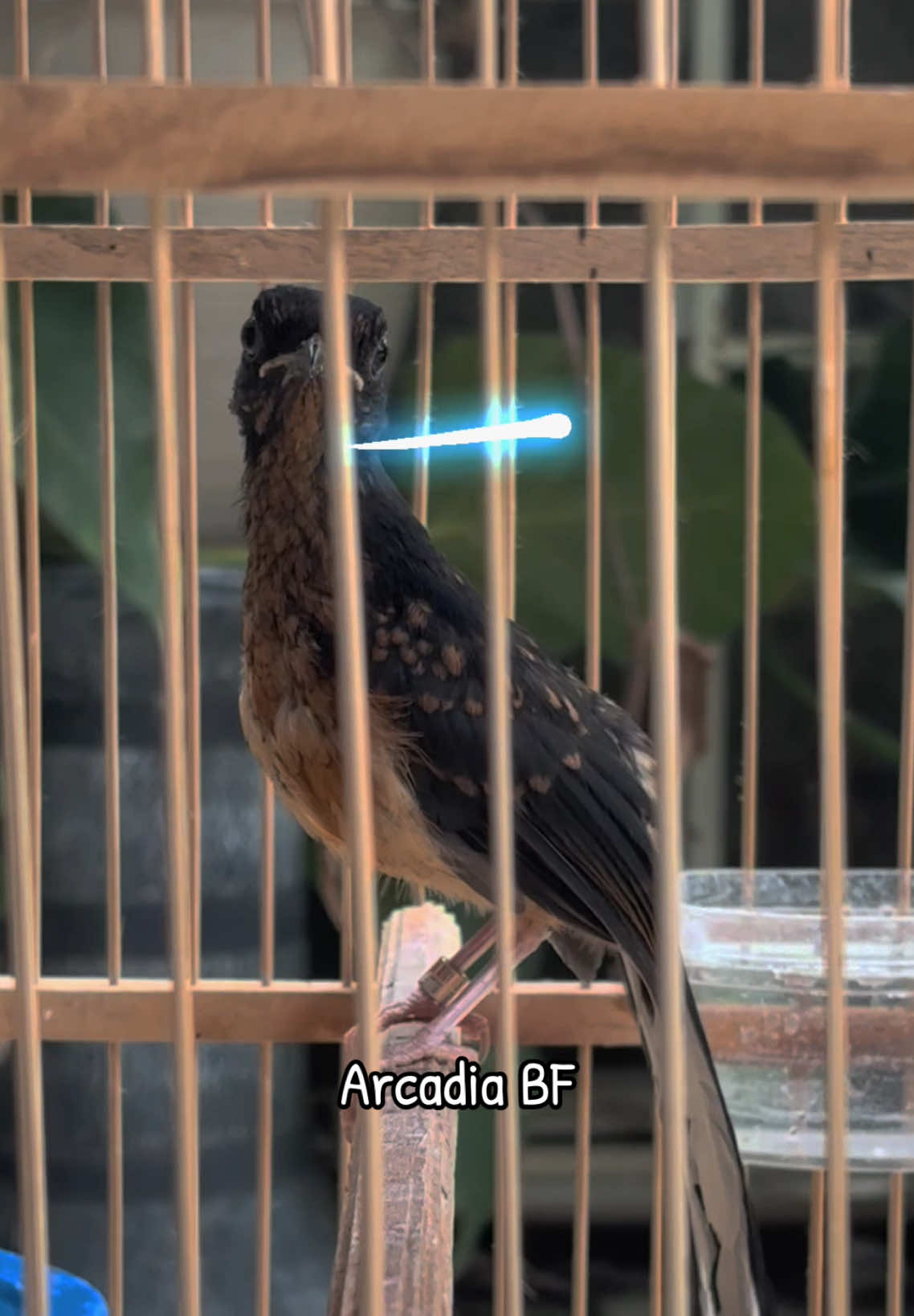 Ring Arcadia BF 700 semga bisa membanggakan nantinya 🫰🏻 . . . #fyp #kicaumania #muraibatu #burung #viral 