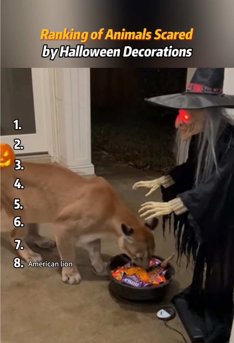 Animals startled by Halloween decorations🤣#halloween #funnypets #funnyvideos #fyp #viral 