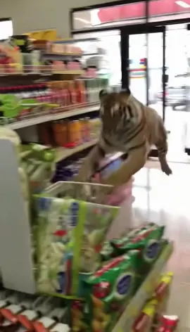 Macan memasuki supermarket?!🐅