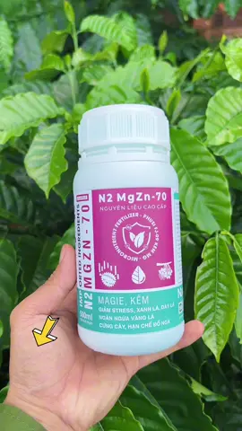 Giữ được màu lá xanh mùa nắng là giữ được sức cây, Em phun N2 Magie Kẽm 70 đều đều, cây khỏe, lá bóng, đọt ra #phanbonla #caphe #taynguyen #nongdan #xuhuong 