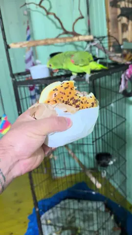 O papagaio maroto da vó 😂😂 . . #papagaio #papagaiofalante #papagaioverdadeiro 