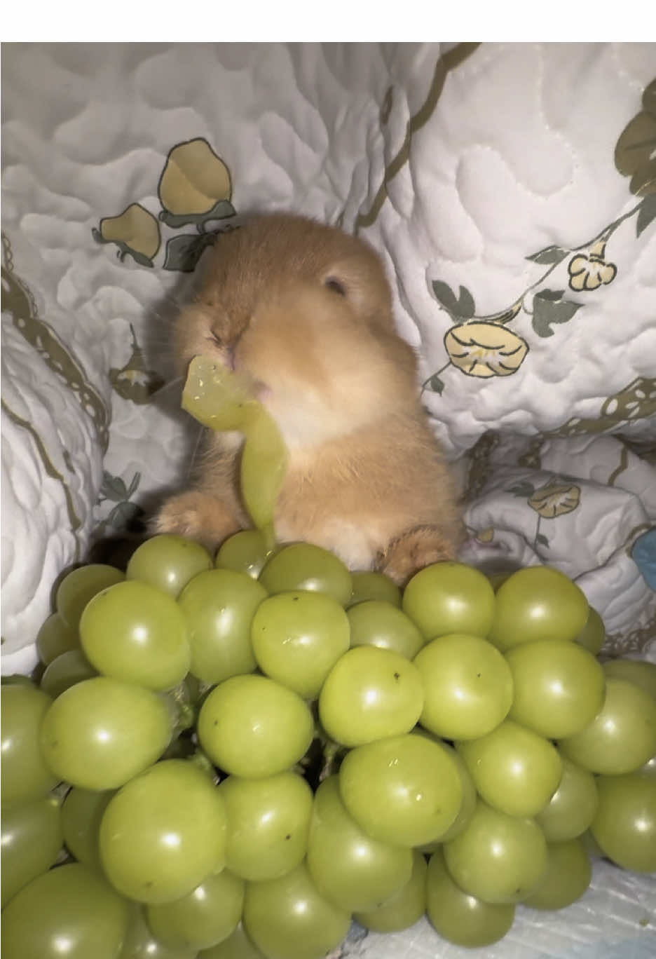 #cute #rabbit 