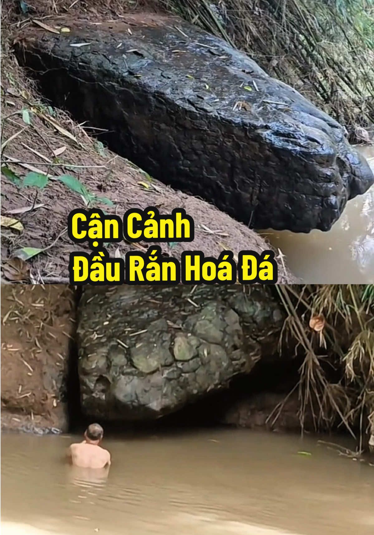 Cận Cảnh Đầu Rắn Đá Ở Thái Lan - Người Đàn Ông Lớn Tuổi Thành Tâm #rubi_camping #xuhuong #thịnhhành #viral #rắnkhổnglồhóađá 