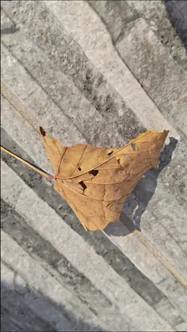 a plant