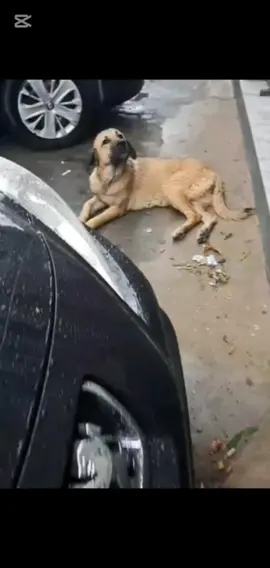 parte 2468 rescue of a dog abandoned in the middle of the street in the rain❤️ #dog #rescue #dogadopt #dogabandoned #dogsoftiktok 