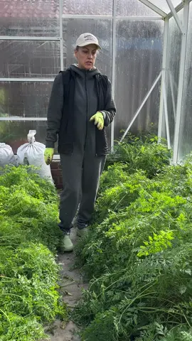 🥕🥕🥕 Каждый год я сею в теплицы под томатами морковь, этот год не исключение и вот такие плоды у нас выросли в этом году. #совместныепосадки #урожайнаятеплица 