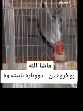 #creatorsearchinsights #foryou #foryoupage❤️❤️ #fyp #creatorsearchinsights 