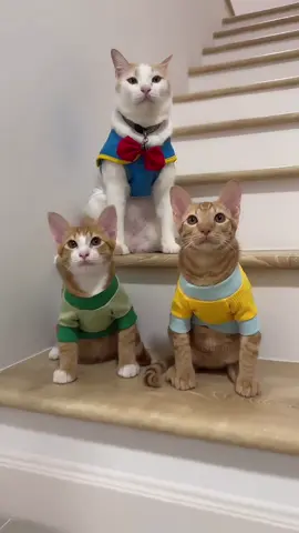 แจกความสดใสฮะ @ภาระคูลบอย(ช่องรอง) #ภาระงั่งๆ #ภาระเด็กดี #fyp #cat 