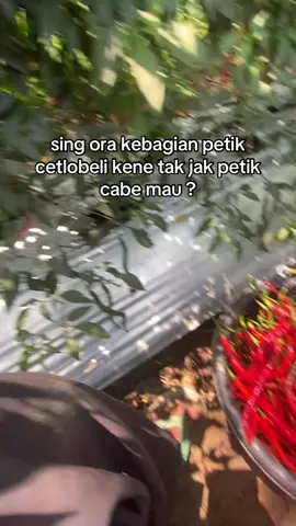 podo abange lo dekk🥹 #petanimuda 