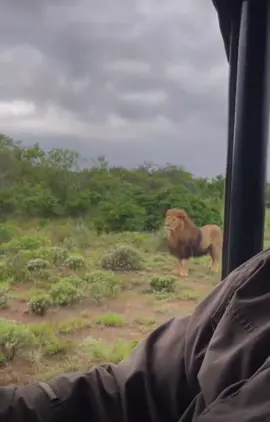 A massive Lion roaring beside Safari guests, breathtaking ! #africanwildlife #elleafricasafaris #elleafricasafari #