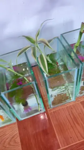 Cry!! Sprayed Insecticide at the room, they died!