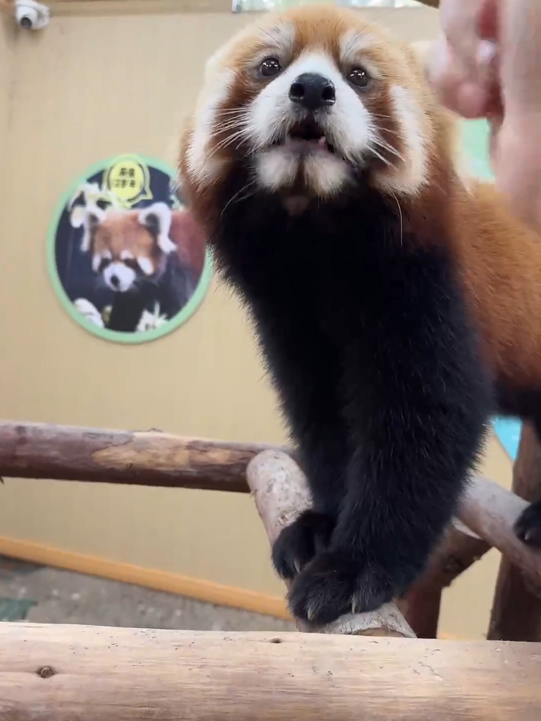 #redpanda  #小熊猫的日常生活 #小熊猫的一天   #小熊猫  #红熊猫  #zoo #cute   #cute #小熊猫睡觉  #red panda sleeping #A Red Panda's Day  #A Day in the Life of a Red Panda  Ailurus fulgens #Wildlife Explained  #Red Panda Popular Science