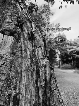 ကျွန်တော်လူညံ့မဟုတ်ဘူး#စာတို #tiktokmyanmar #foryoupage #fyppppppppppppppppppppppp #ရောက်ချင်တဲ့နေရာရောက်👌 