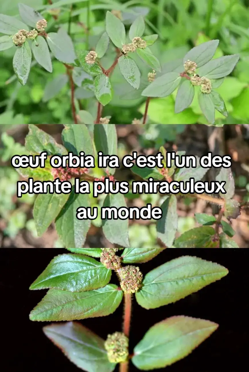 #cotedivoire🇨🇮 #congo #burkinatiktok🇧🇫🇧🇫🇧🇫❤️ #senegalaise_tik_tok #toutlemondetiktok 