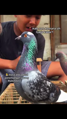 Pilot doro🙋#merpatilovers #merpatikolong #bismillahfyp #masukberanda 