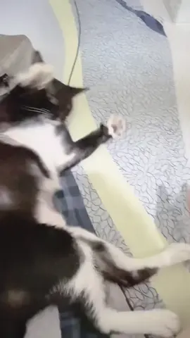 Chưa gặp con mèo nào nó lại đanh đá như này😁😁😁
