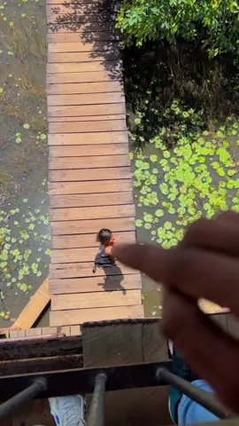 මෙ හිත සනසා…😇♥️#baddagana_wetland_park #trending #tiktok #1millionaudition 
