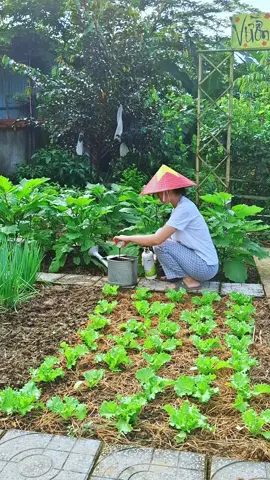 Loại phân hữu cơ giúp cây bật mầm xanh lá đẻ nhánh mạnh #damhuuco #niemvuimoingay #nghienlamvuon #binhyen #trongrausach @VƯỜN NHÀ BÔNG 🌸 @VƯỜN NHÀ BÔNG 🌸 @VƯỜN NHÀ BÔNG 🌸 