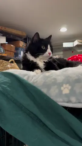 How is this sweet boy still at our rescue?!? Let’s find VP a home!! #tuxedocat #rescuecats 