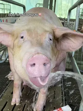 เธอน่ารักเหมือนหมู #น่ารัก #คนเลี้ยงหมู #หมู #pig #น่ารักเหมือนหมู 