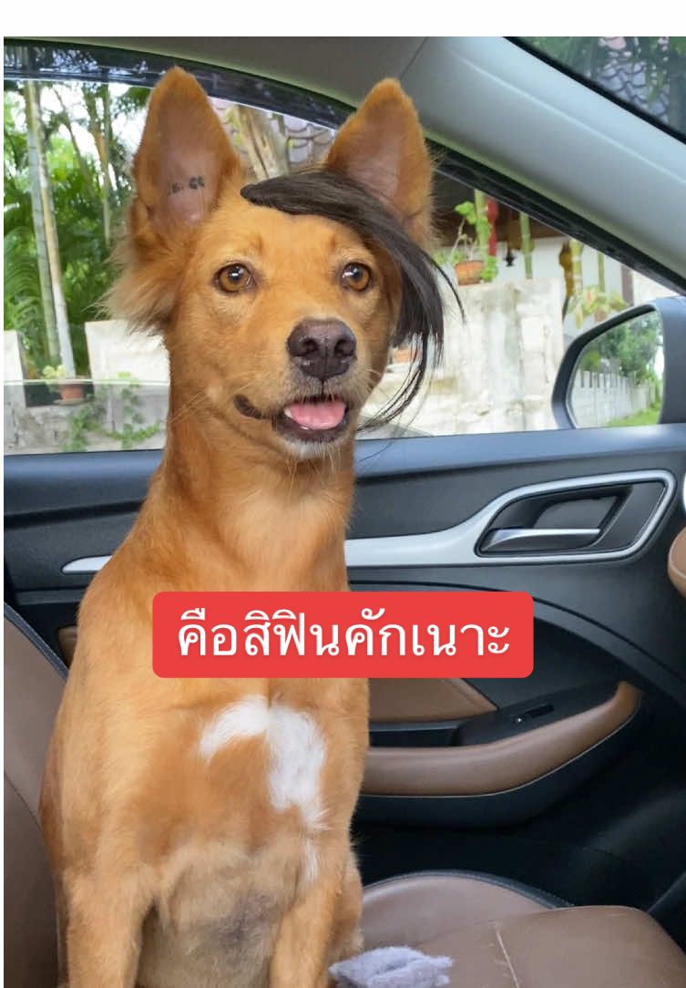 คือสิฟินคักเนาะ #เทรนวันนี้ #ไข่หวานหมาโพกหัว #ไข่หวานกะโซฮอลล์ #สวนสัตว์tiktok #สัตว์เลี้ยงtiktok 