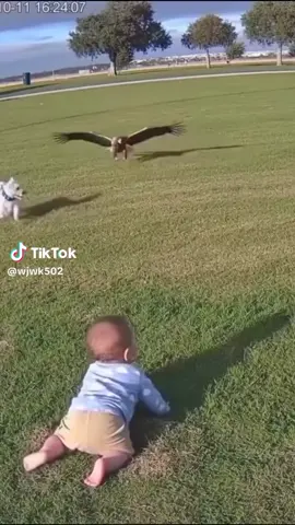#semuaorang #fyp detik-detik anak kecil mau di bawa burung elang