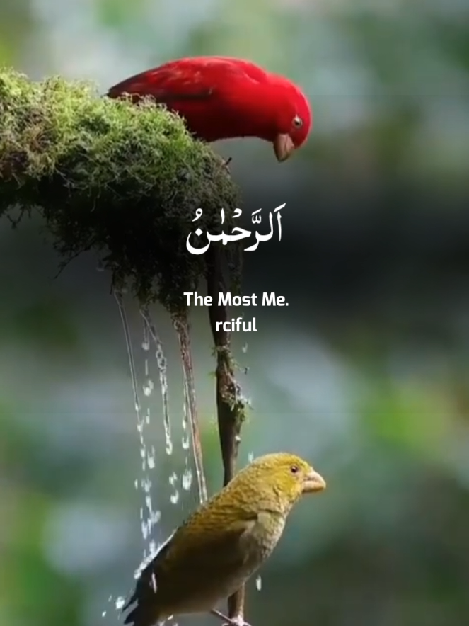 Surah_Ar_Rahman #surahrahman #quran #tilawat #quranrecitation #islamic_video 