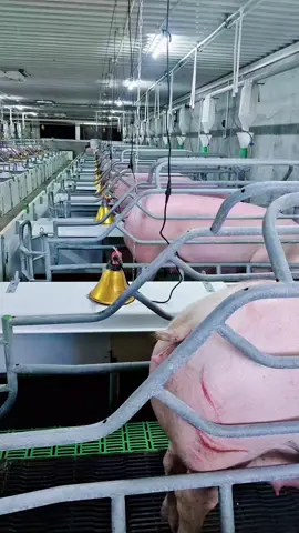 Giường đẻ chuẩn Châu Âu cho lợn nái, gọn gàng, ngăn nắp . Nay hàng xóm sản xuất hàng loạt rồi có thể tiếp cận bằng giá sản xuất trong nước . #pigfarmer #agriculture #pig #farming #trending