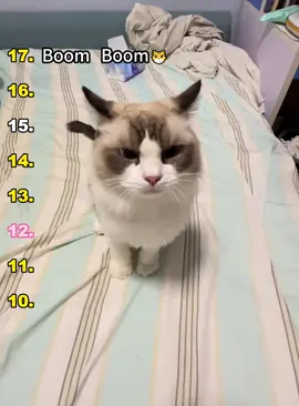 Top 17 cat sounds #cat #cats #fyp #Funnycat #funnyvideo #usa #foryou #catsoftiktok #catlover #funny #pet