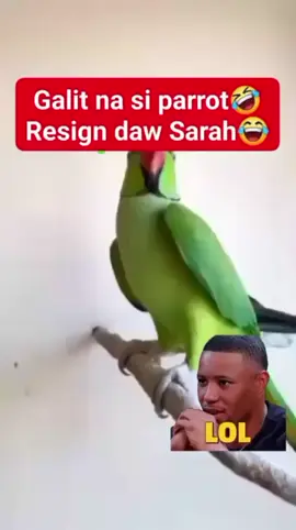 pati ibon Galit na🫰🫰😝🤣🤣🤣#highlightseveryone #intertainment #goodvibes #triding_video_viral #bagongpilipinas 