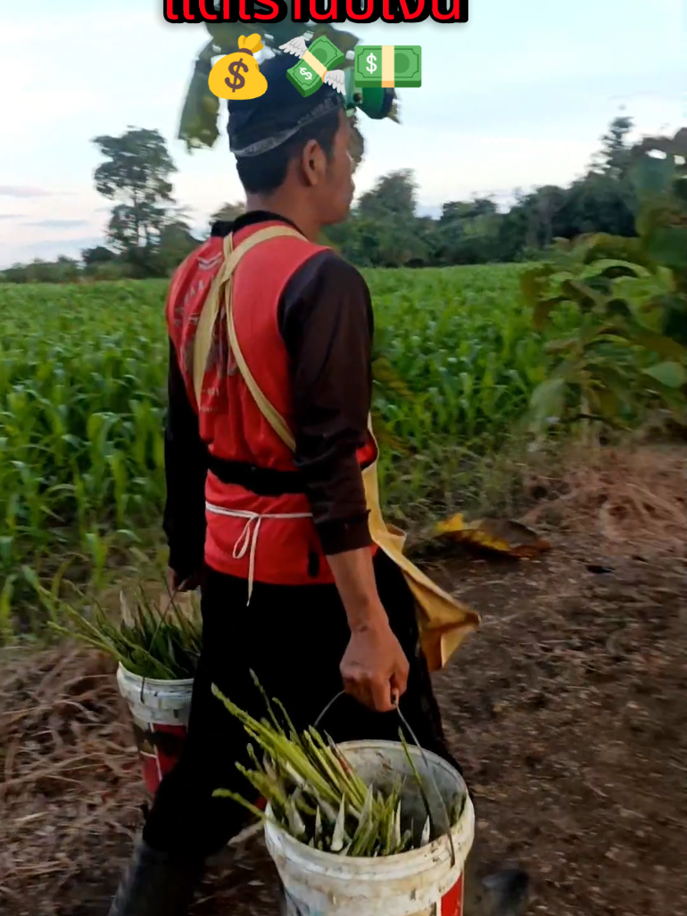 คนอื่นยังนอน แต่เรานับเงินแล้ว💸💰💵 #นับเงิน #เงิน #รวยๆ #เกษตรกรรุ่นใหม่ #ไร่ทรัพย์ไพศาล 