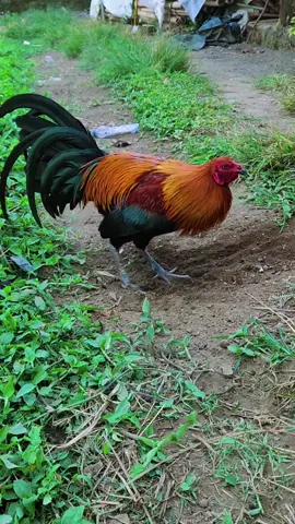 salam ayam hias #fyp